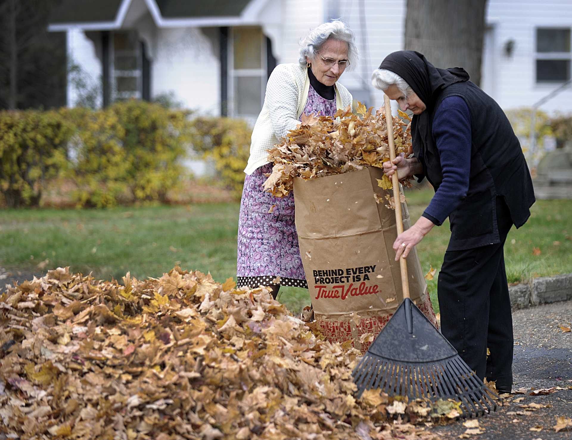 Maria Nova, 76, left, and her sister Belinda Matias, 83, rake and bag leaves from their yard on Franklin Street in Danbury.